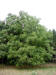 200209150223 Black Walnut Tree (Juglans nigra) - Isabella Co.jpg