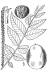 200506 Black Walnut Tree (Juglans nigra) - USDA Illustration.jpg