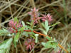 200305240248 Bog Willow (Salix pedicellaris) - Mt Pleasant.JPG