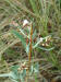 200306080487 Bog Willow (Salix pedicellaris) - Mt Pleasant.jpg