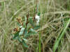 200306080488 Bog Willow (Salix pedicellaris) - Mt Pleasant.jpg