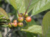 200209140123 Common Winterberry or Holly (Ilex verticillata) - Mt Pleasant.jpg