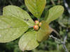 200209140124 Common Winterberry or Holly (Ilex verticillata) - Mt Pleasant.jpg