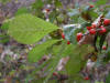 200510309907 common winterberry aka Holly (Ilex verticillata) - Isabella Co.jpg
