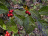 200510309911 common winterberry aka Holly (Ilex verticillata) - Isabella Co.jpg