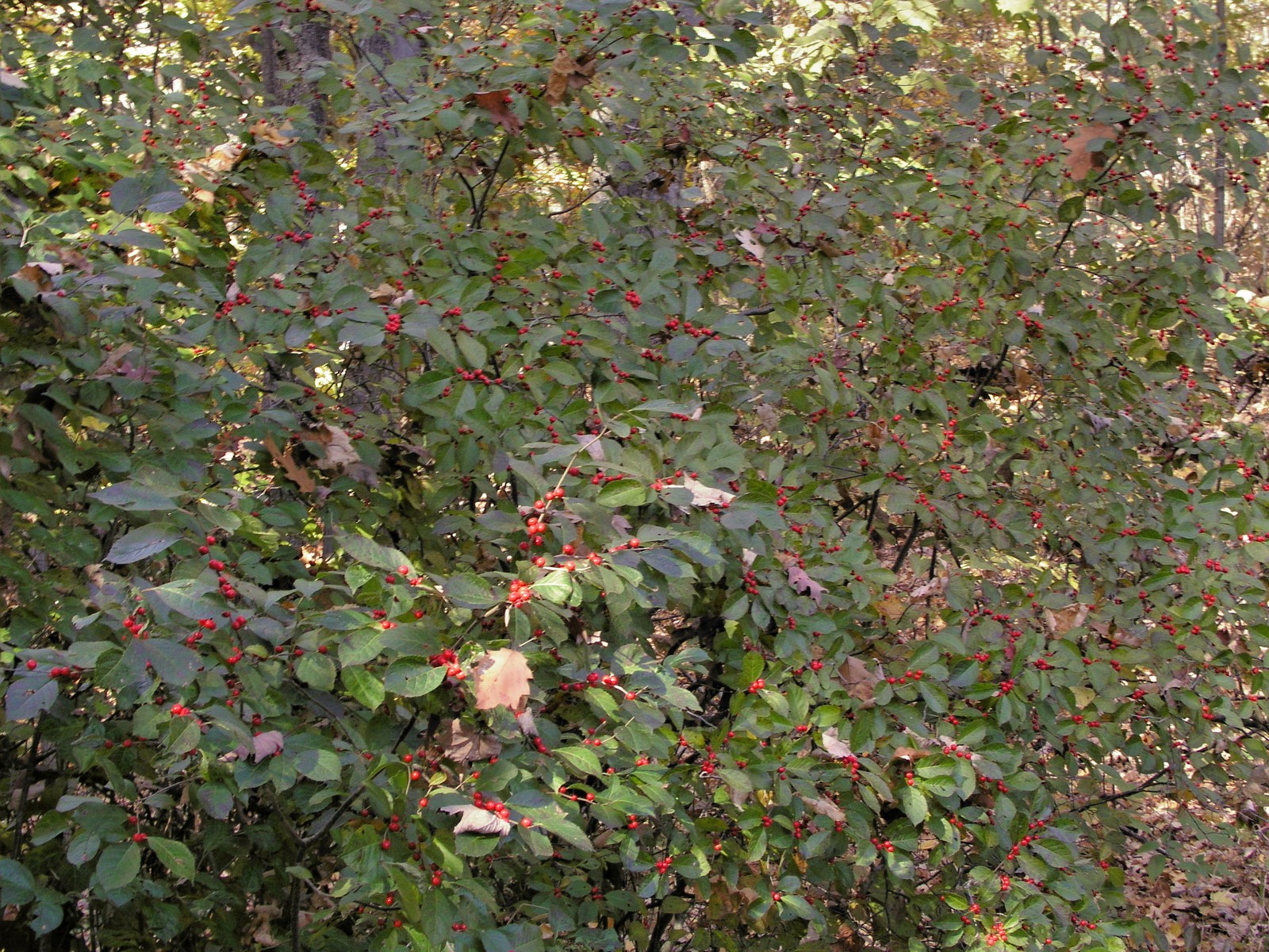 200510309924 common winterberry aka Holly (Ilex verticillata) - Isabella Co.jpg