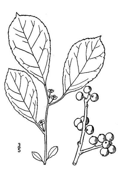 200602 common Winterberry (Ilex verticillata) - USDA Illustration.jpg