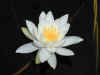 200007020390 White Water Lily.jpg (371178 bytes)