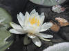 200108032714 White Water-Lily.jpg