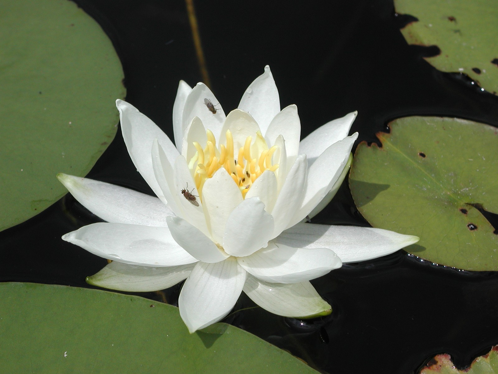 200207280152 White Water-Lily (Nymphaea odorata) - Robertson's Creek, Manitoulin Island, Ontario