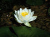 200307190866 White Water-Lily (Nymphaea odorata) - Isabella County.jpg