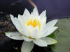 200308091242 White Water-Lily (Nymphaea odorata) - Robertson's Creek,Manitoulin.jpg
