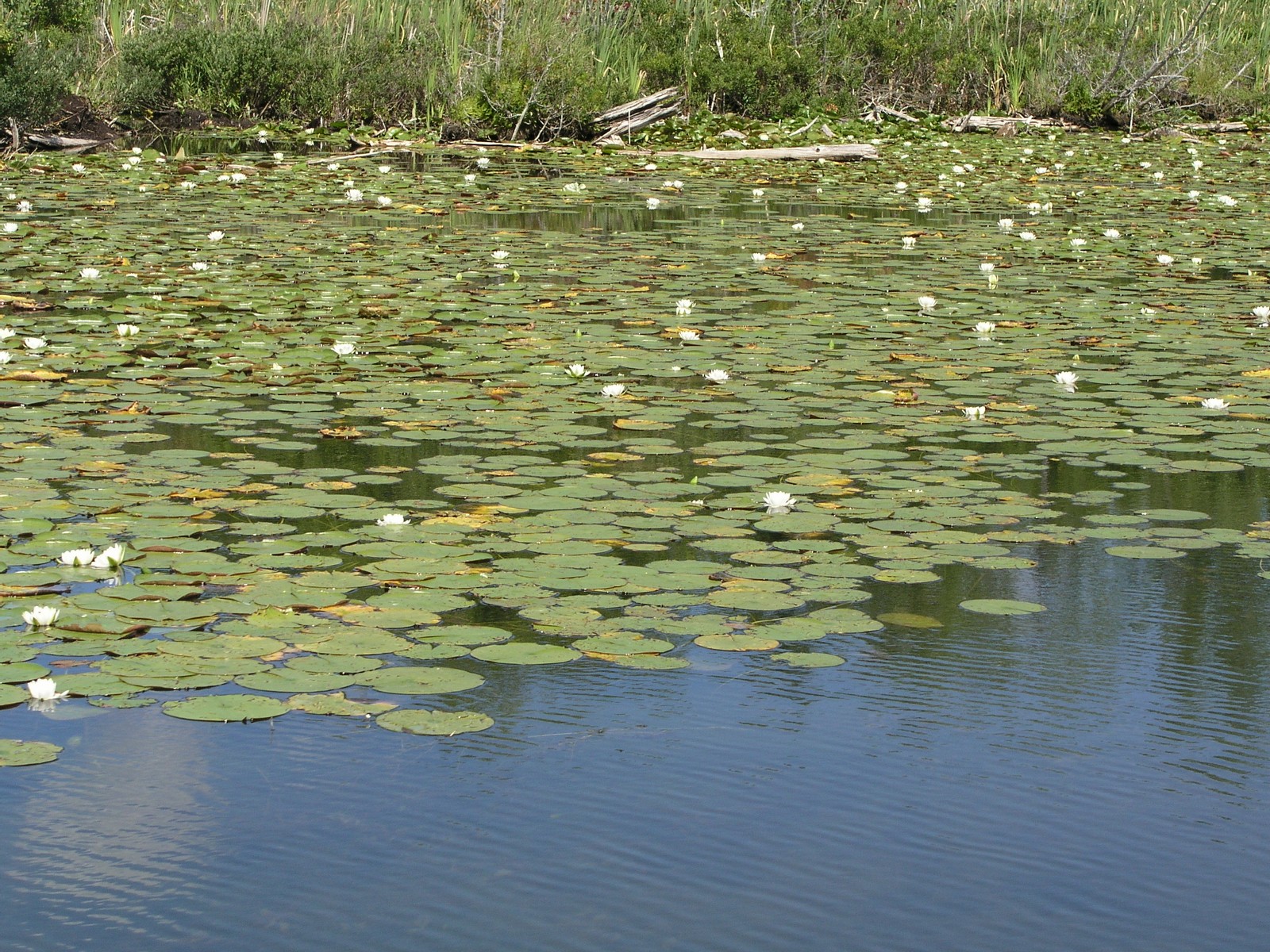 200507308263 White Water-Lily (Nymphaea odorata) - Kagawong River, Manitoulin.jpg