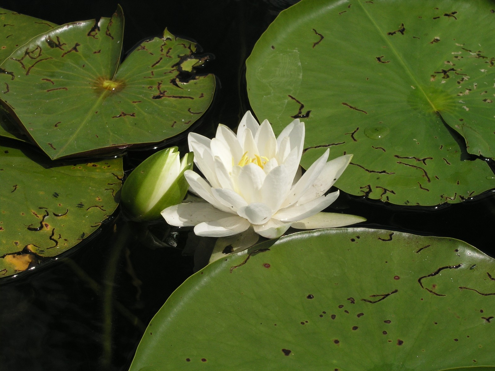 20060804133311 White Water-Lily (Nymphaea odorata) - Kagawong River, Manitoulin Island.JPG