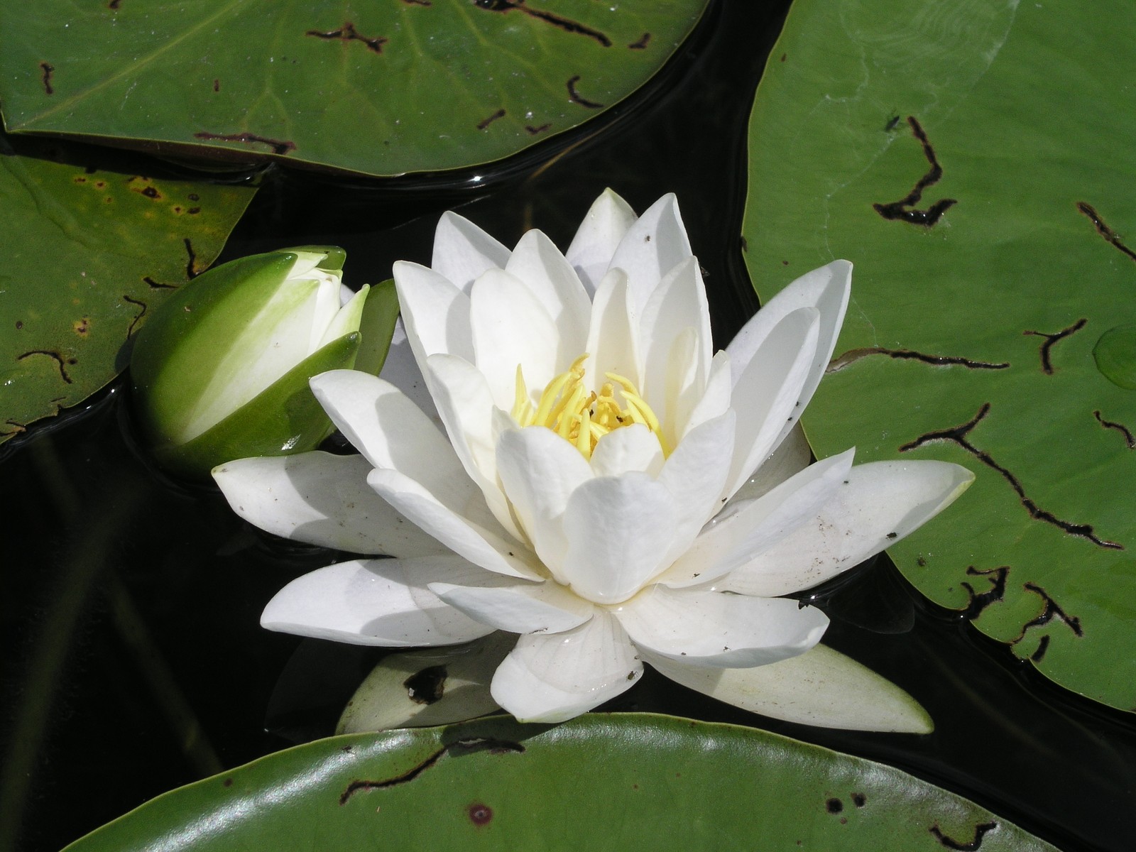 20060804133331 White Water-Lily (Nymphaea odorata) - Kagawong River, Manitoulin Island.JPG