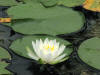 20070809120603 White Water-Lily (Nymphaea odorata) - Manitoulin Island.JPG