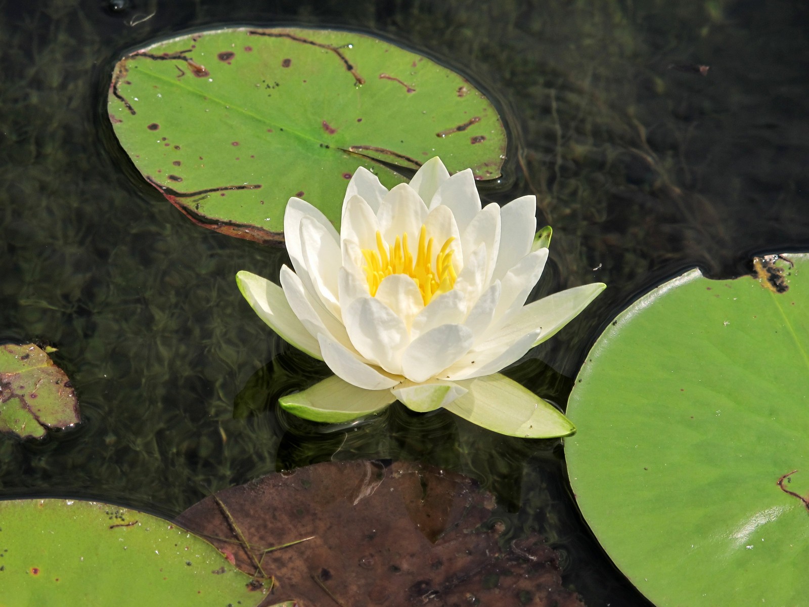201207271236140 White Water-Lily (Nymphaea odorata) - Kagawong River, Manitoulin Island, Ontario.JPG