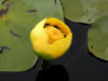 200307301084 Yellow Water Lily (Nuphar lutea L.) - Manitoulin Island.jpg
