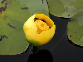 yellow pondlily/200307301084 Yellow Water Lily (Nuphar lutea L.) - Manitoulin Island.jpg