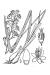 200508 White Camas (Zigadenus elegans) - USDA Illustration.jpg