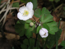 Rue-anemone/200404180308 Rue-Anemone (Thalictrum thalictroides) - Isabella Co.jpg