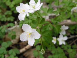 Eastern False Rue Anemone/200505015518 Eastern False Rue Anemone (Isopyrum biternatum) - Isabella Co.jpg