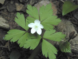 Wood Anemone/200105061718 Wood Anemone - Mt Pleasant.jpg