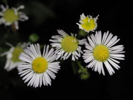 Common or Philadelphia Fleabane/200208040437 Common or Philadelphia Fleabane - Manitoulin.JPG