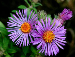 New England Aster/200209210245 New England Aster (Symphyotrichum novae-angliae) - Rochester.JPG