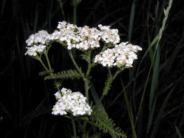 Yarrow/200006240117 Yarrow.jpg