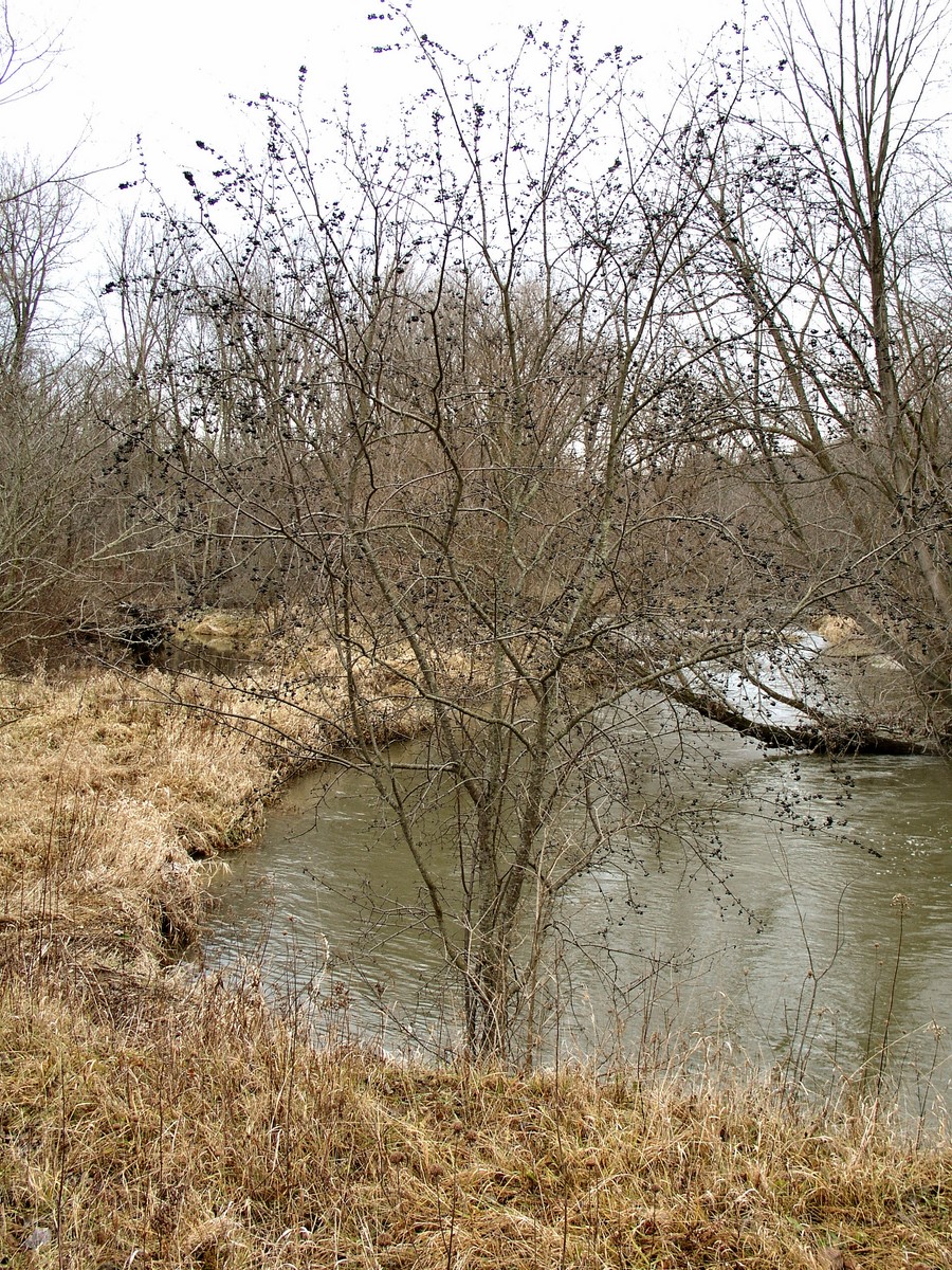 200412113161 common Buckthorn (Rhamnus cathartica) black berries on 15' tree - Oakland Co.JPG