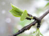 200504245411 common Buckthorn (Rhamnus cathartica) - Oakland Co.JPG
