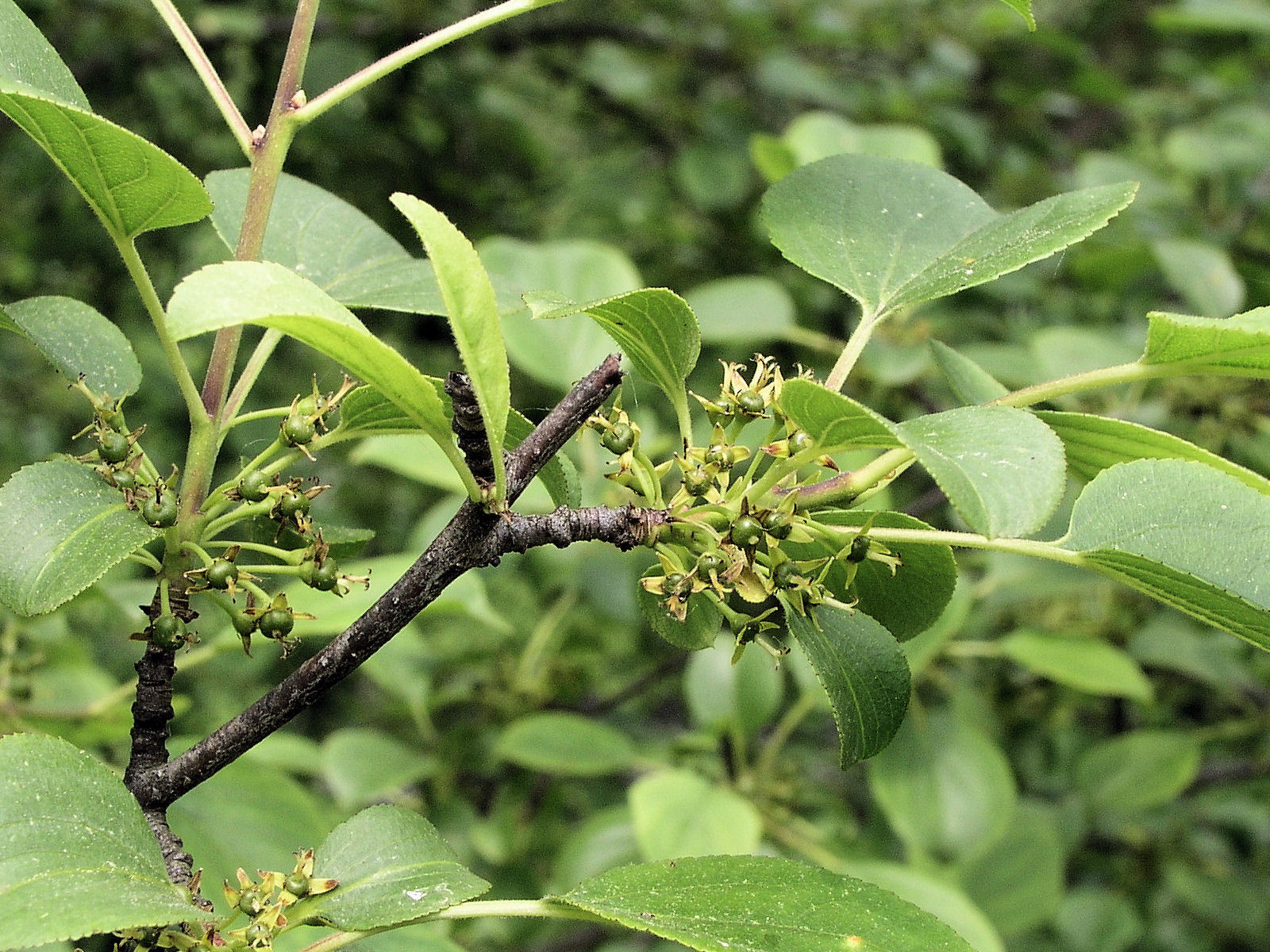 200506046151b common Buckthorn (Rhamnus cathartica) - Oakland Co.JPG