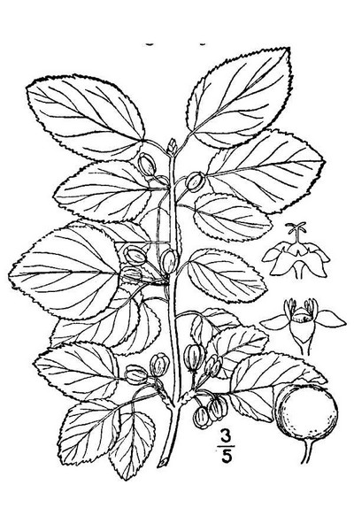 200511 common Buckthorn (Rhamnus cathartica) - USDA Illustration.jpg