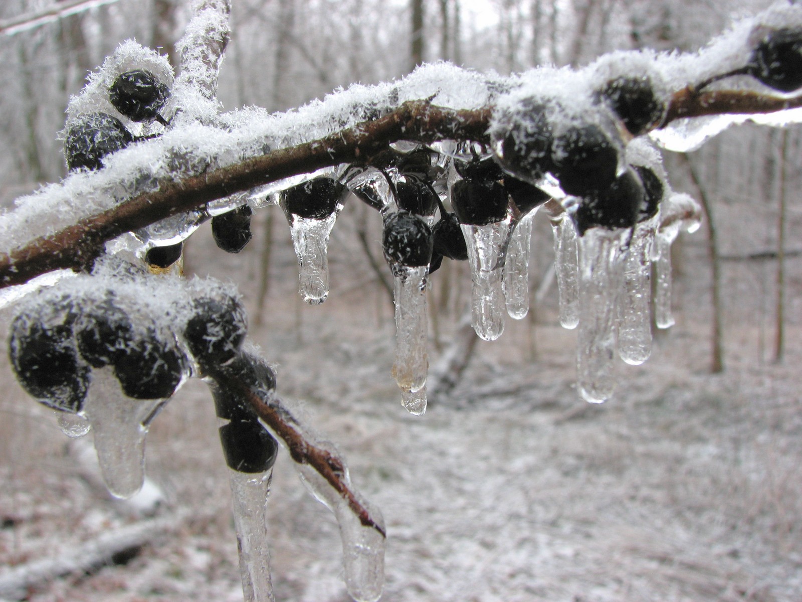 20070115160538 common Buckthorn (Rhamnus cathartica) black berries - Ice Storm - Oakland Co.jpg