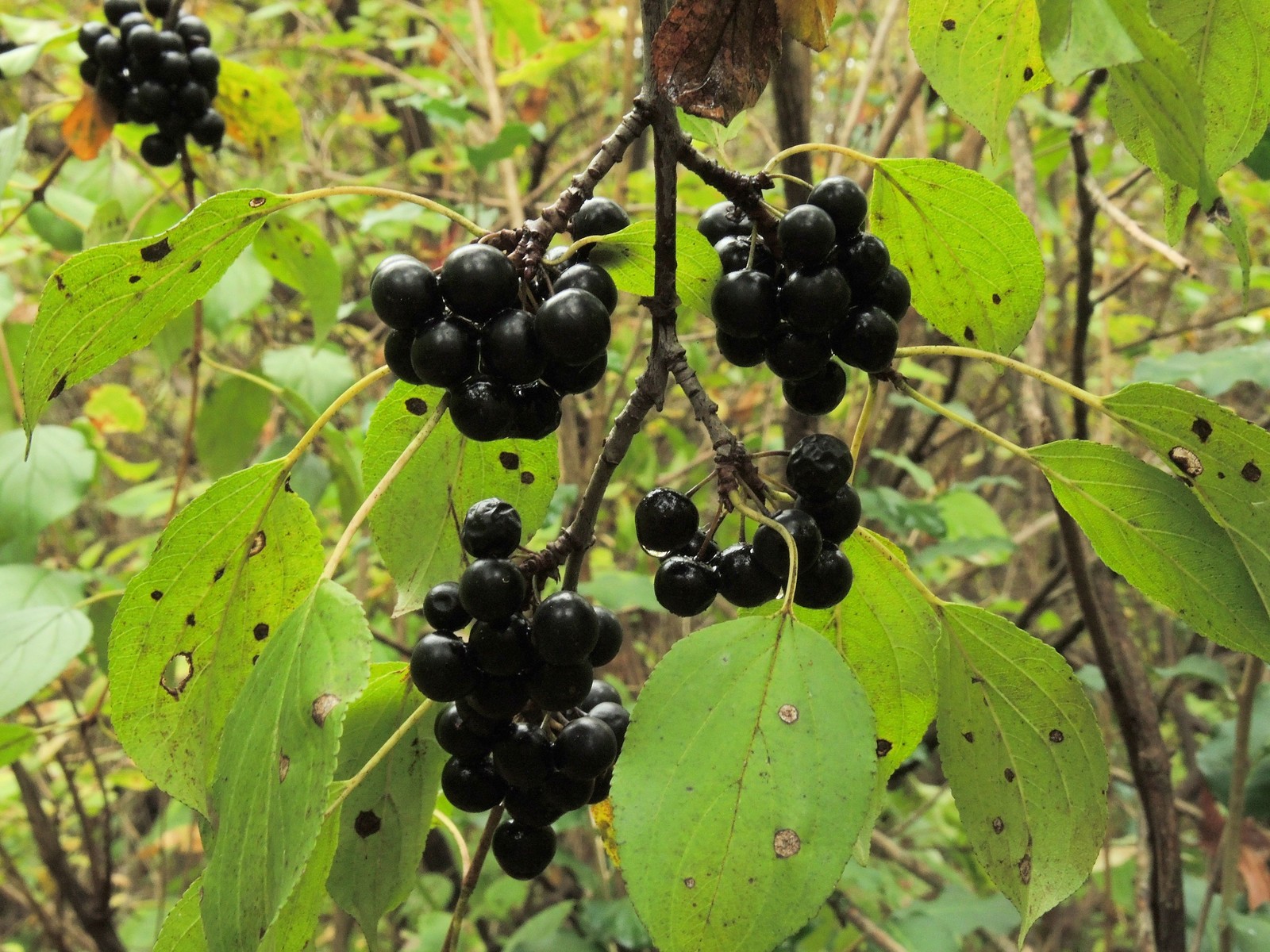 201510041352472957 common Buckthorn (Rhamnus cathartica) black berries - Bald Mountain R.A., Oakland Co, MI.JPG