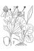 200408 Kidneyleaf Buttercup (Ranunculus abortivus) - USDA Illustration.htm