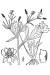 200408 Cursed Buttercup (Ranunculus sceleratus) - USDA Illustration.jpg