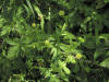 200408052176 Cursed Buttercup (Ranunculus sceleratus) - Manitoulin.JPG