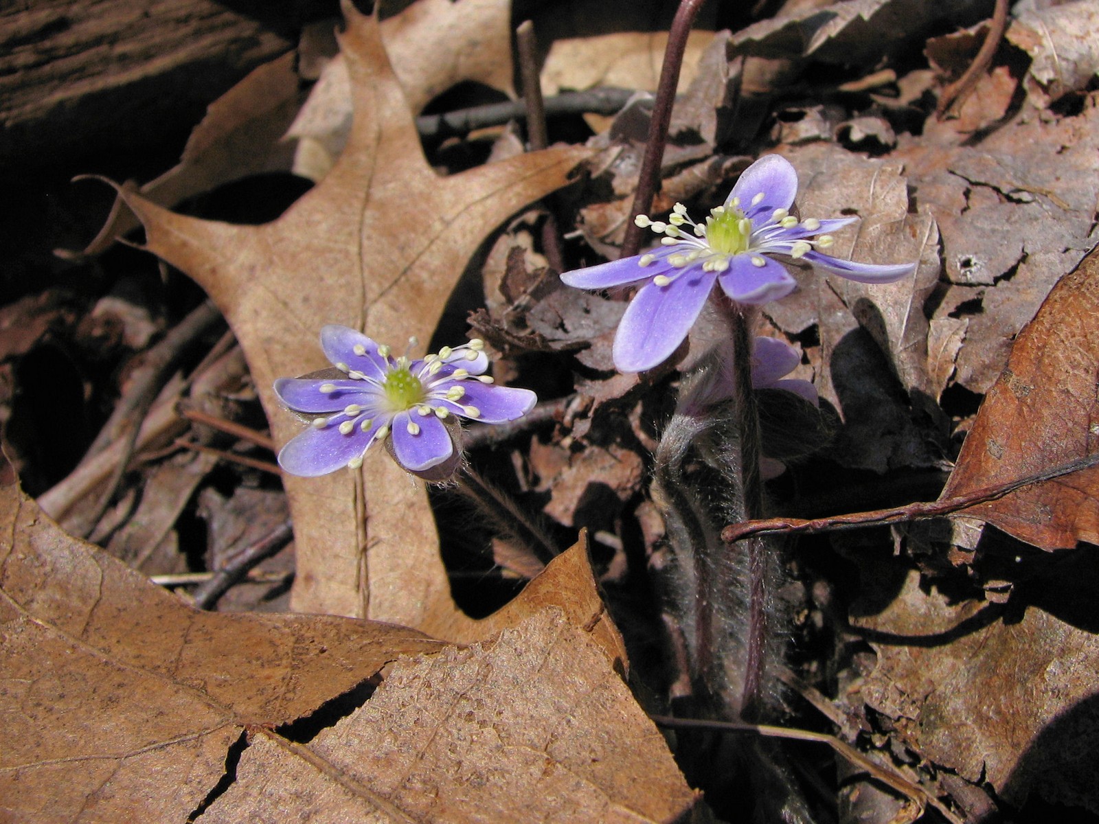 20090416151211 Hepatica (Hepatica nobilis) blue flowers - Oakland Co.JPG