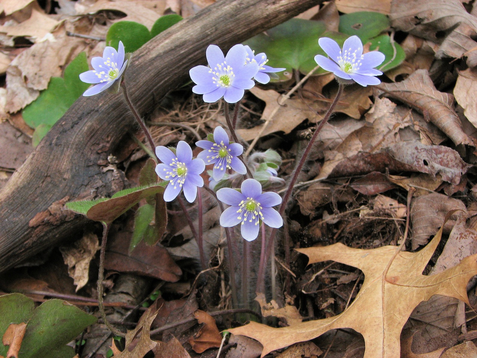 20090424130803 Hepatica (Hepatica nobilis) blue flowers - Oakland Co.JPG