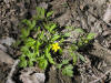 200505055596 Hispid Buttercup aka Swamp Buttercup (Ranunculus hispidus) - Oakland Co.jpg