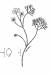200708 White Water-Crowfoot (Ranunculus aquatilis) - USDA Illustration.jpg