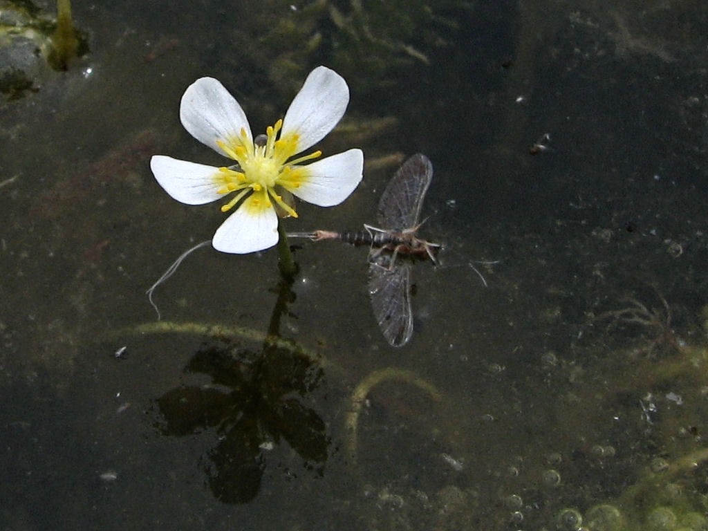 20070809120704 White Water-Crowfoot (Ranunculus aquatilis) - Lake Kagawong.JPG
