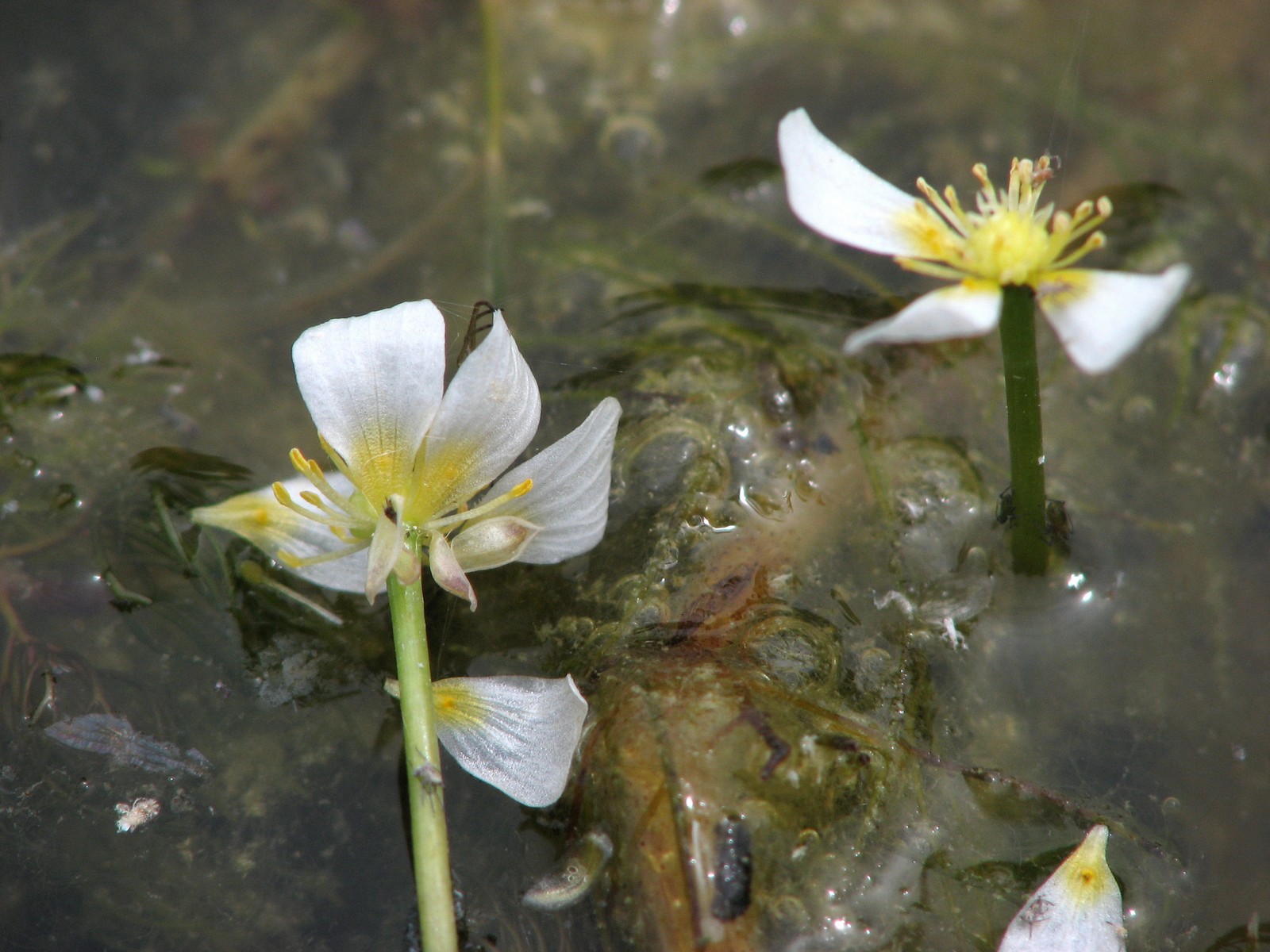 20070809121315 White Water-Crowfoot (Ranunculus aquatilis) - Lake Kagawong.JPG