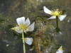 20070809121315 White Water-Crowfoot (Ranunculus aquatilis) - Lake Kagawong.JPG