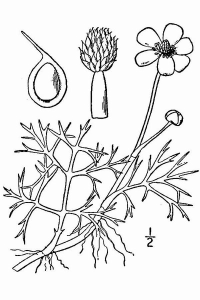 200908 Yellow Water Buttercup (Ranunculus flabellaris) - USDA Illustration.jpg