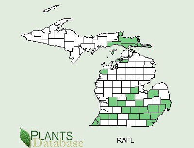 200908 Yellow Water Buttercup (Ranunculus flabellaris) - USDA MI Distribution Map.jpg