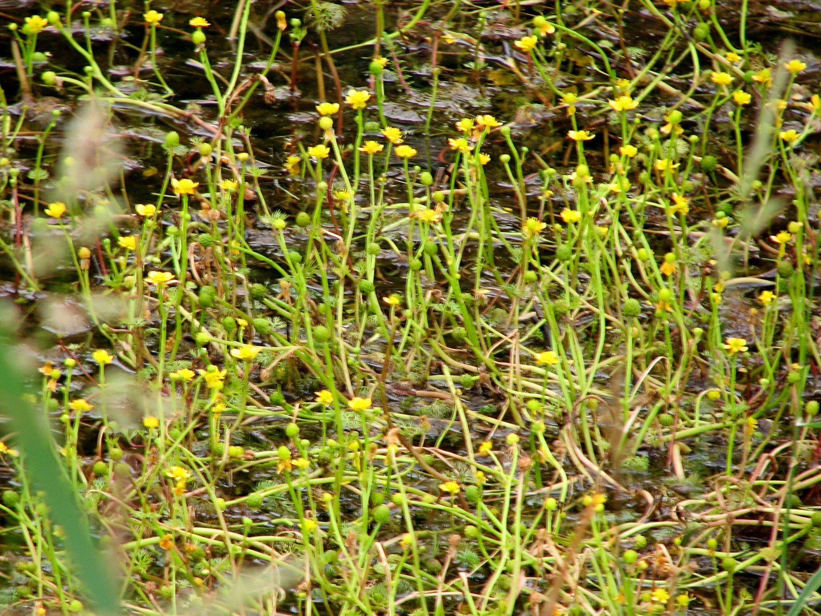 20090801182532 Yellow Water Buttercup (Ranunculus flabellaris) - 10 Sideroad (near Gore Bay) Manitoulin Island.JPG