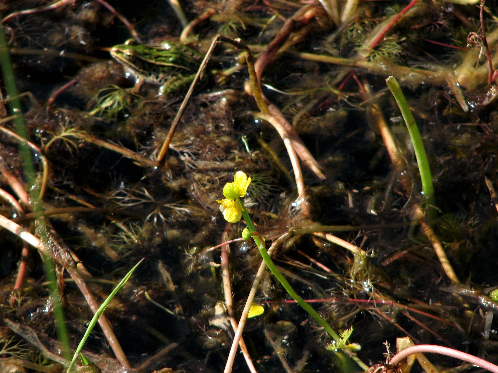 20090807094102 Yellow Water Buttercup (Ranunculus flabellaris) & Leopard Frog - 10 Sideroad (near Gore Bay) Manitoulin Island.JPG